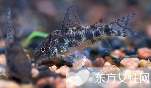 清道夫魚怎么養(yǎng) 六大招教會(huì)你