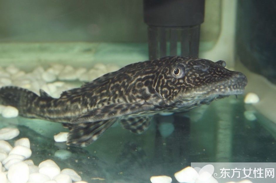 清道夫魚怎么養(yǎng) 六大招教會(huì)你