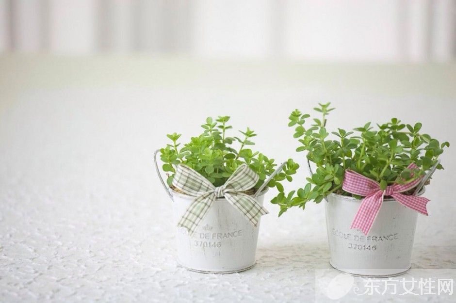 防輻射植物的最佳選擇 這些植物可以凈化空氣哦