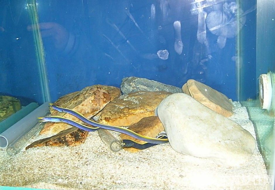 新媽媽須知 孕婦必吃的12種食物