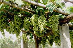 馬奶葡萄的營養(yǎng)價值有多高 這些人群不宜多吃