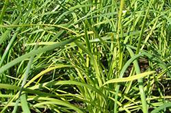 孕婦可以吃韭菜嗎 孕婦吃韭菜的好處