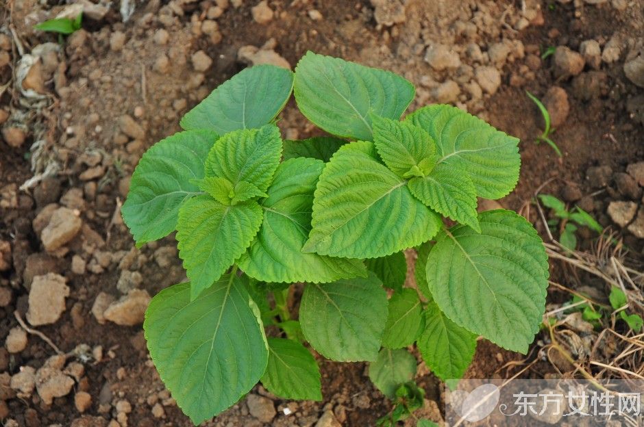 蘇葉的功效與作用 這些妙用很多人都不知道哦