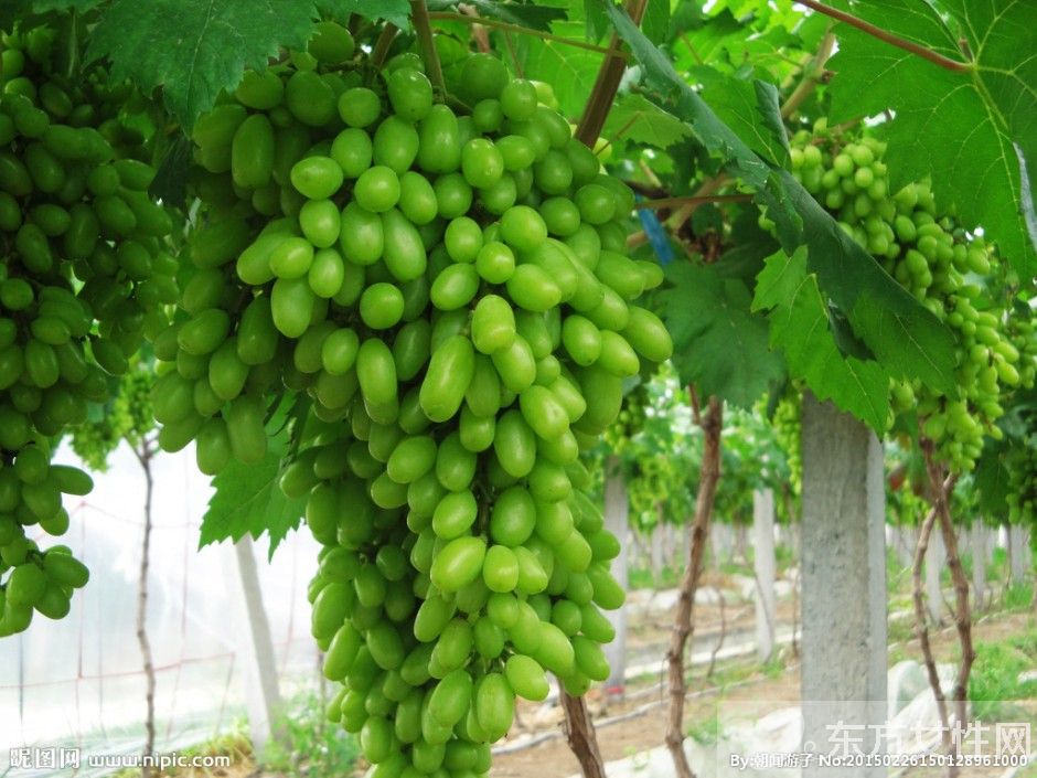 馬奶葡萄的營養(yǎng)價(jià)值有多高 這些人群不宜多吃