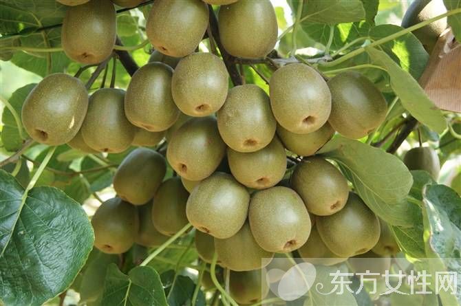 孕婦可以吃獼猴桃嗎 獼猴桃的食用禁忌你了多少