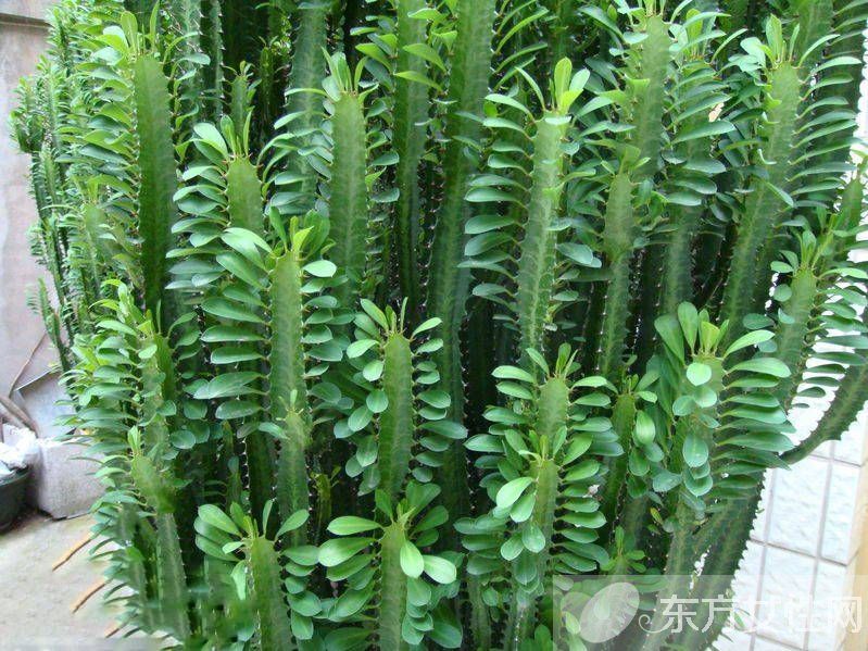 防輻射植物的最佳選擇 這些植物可以凈化空氣哦