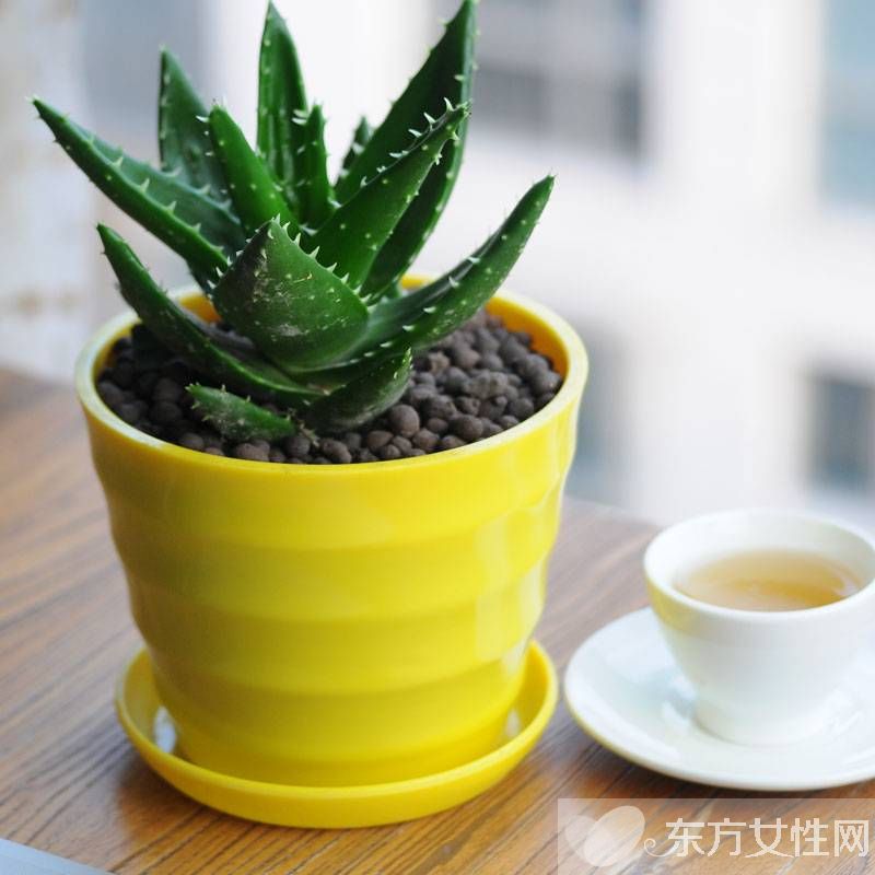 蘆薈怎么美容 教你使用新鮮蘆薈的美容方法