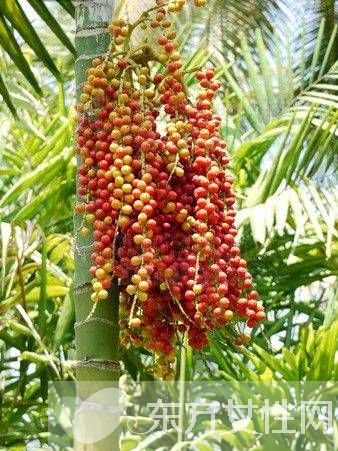 檳榔的危害有哪些 檳榔的六大藥理作用