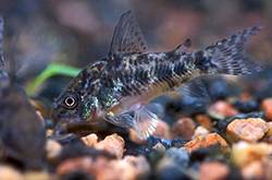 清道夫魚(yú)怎么養(yǎng) 六大招教會(huì)你