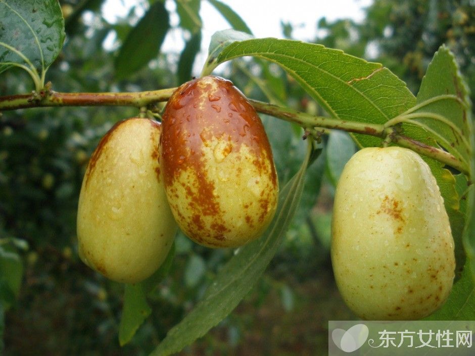 四十歲女人皮膚保養(yǎng) 常吃這些水果勝過任何護(hù)膚品