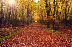 秋季生活常識 揭中秋佳節(jié)最養(yǎng)生的3種食物