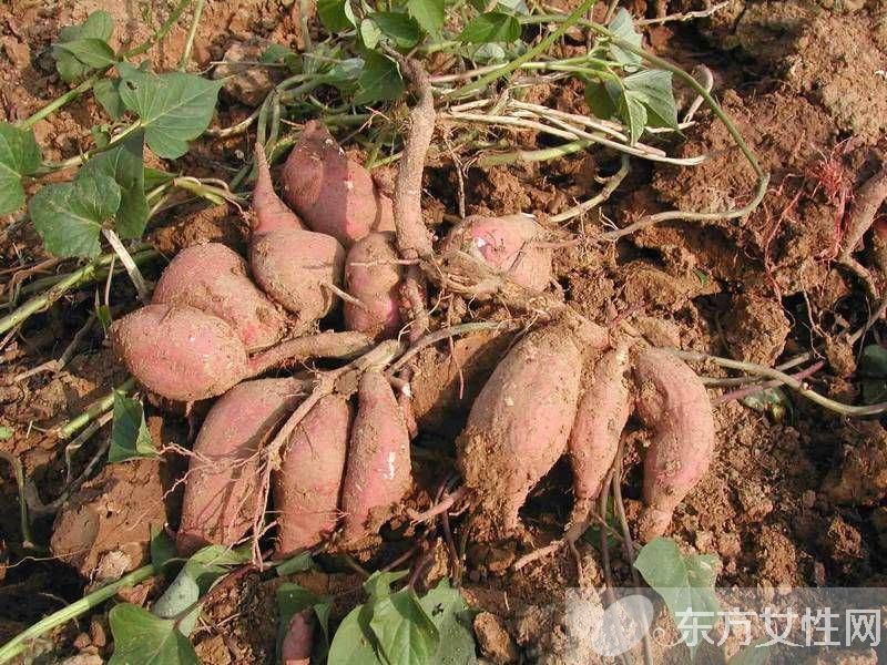 常見的清腸降脂食物有哪些 分享6個(gè)養(yǎng)生小常識