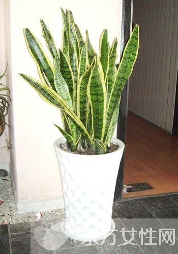 虎皮蘭的三大風(fēng)水作用 虎皮蘭對(duì)家居環(huán)境還有這影響