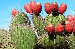 仙人掌果的功效與作用 仙人掌果怎么吃