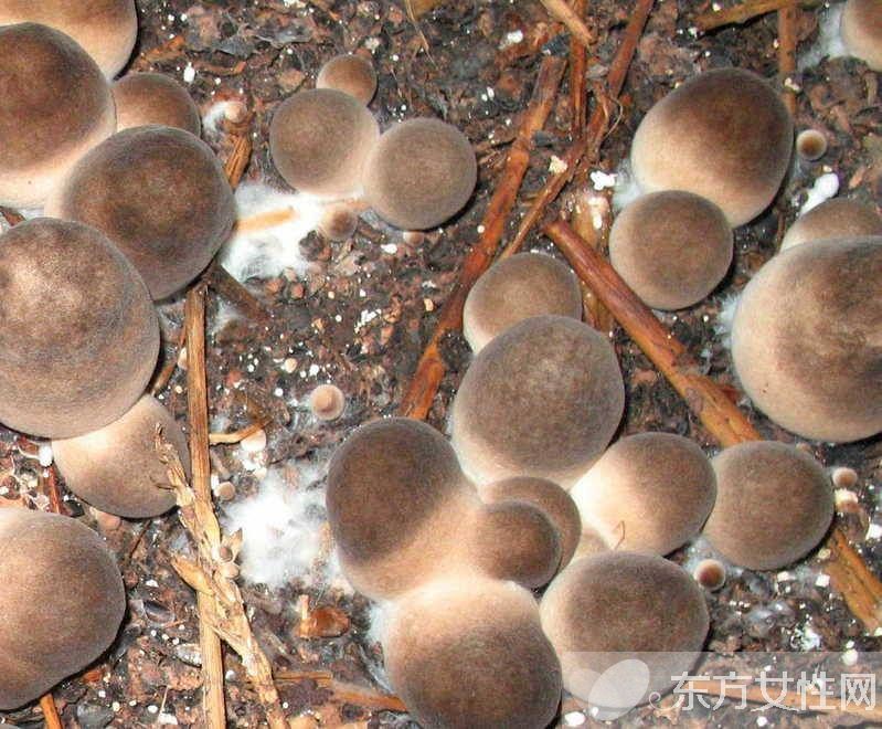 草菇的營養(yǎng)價值有哪些 推薦草菇的兩大食療法