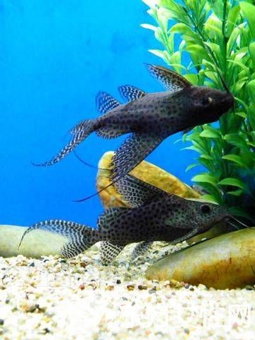 清道夫魚怎么養(yǎng) 六大招教會(huì)你