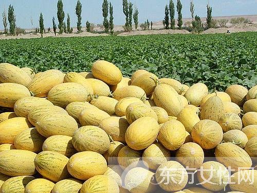 吃哈密瓜上火嗎 哈密瓜的4大養(yǎng)生功效你知道嗎