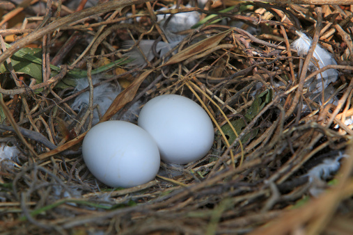 鴿子蛋有營(yíng)養(yǎng)嗎 鴿子蛋的吃法有哪些
