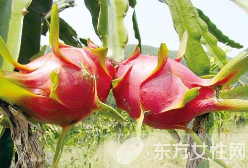 火龍果營(yíng)養(yǎng)功效有哪些 火龍果還可以這樣吃