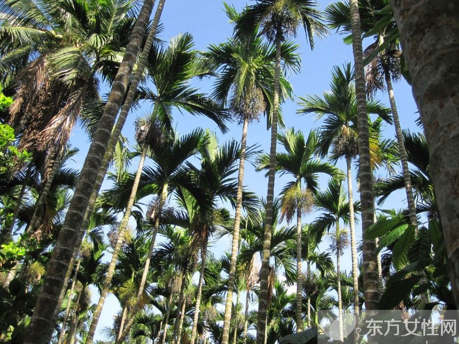 檳榔的危害有哪些 檳榔的六大藥理作用