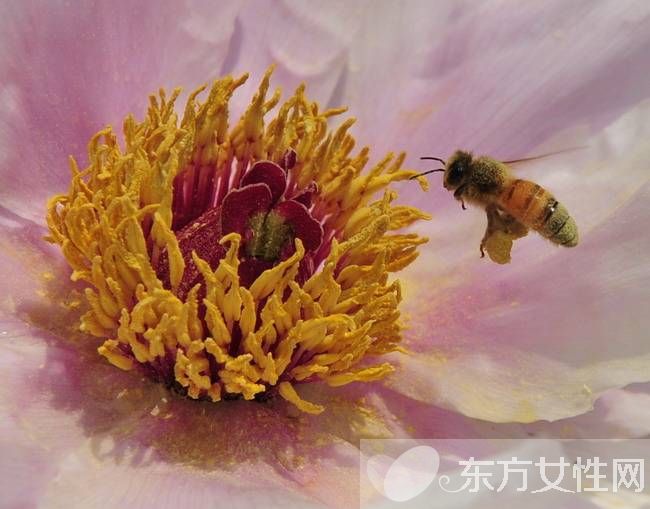 花粉過敏怎么辦 傳統(tǒng)治療花粉過敏的弊端