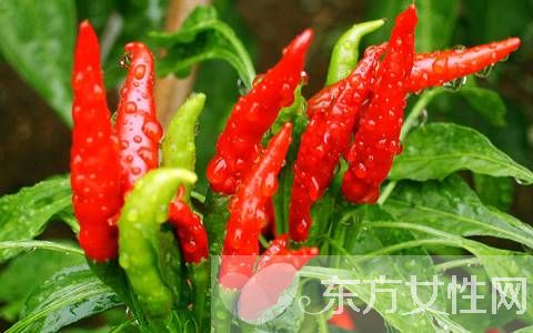 辣椒的功效與作用 辣椒這樣吃原來是有這樣的好處