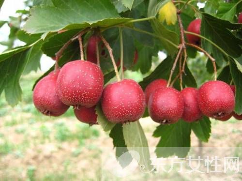 吃山楂要注意什么 山楂的功效與作用