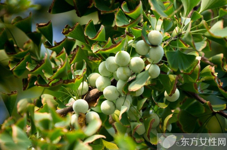 白果的功效與副作用 吃白果前一定要了解這些