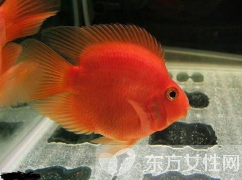 血紅鸚鵡魚怎么養(yǎng) 五大飼養(yǎng)技巧教會(huì)你