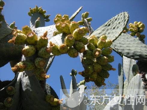 仙人掌果的功效與作用 仙人掌果怎么吃