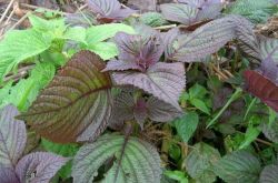 蘇葉的功效與作用 這些妙用很多人都不知道哦