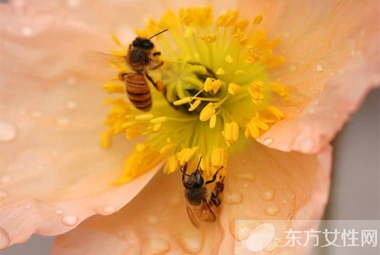 花粉過敏怎么辦 傳統(tǒng)治療花粉過敏的弊端