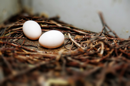 鴿子蛋有營(yíng)養(yǎng)嗎 鴿子蛋的吃法有哪些