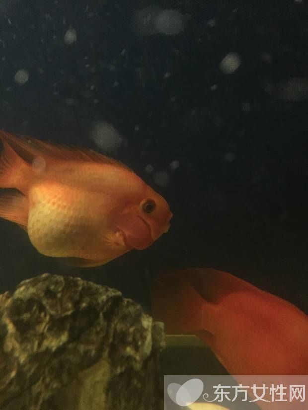 血紅鸚鵡魚怎么養(yǎng) 五大飼養(yǎng)技巧教會(huì)你