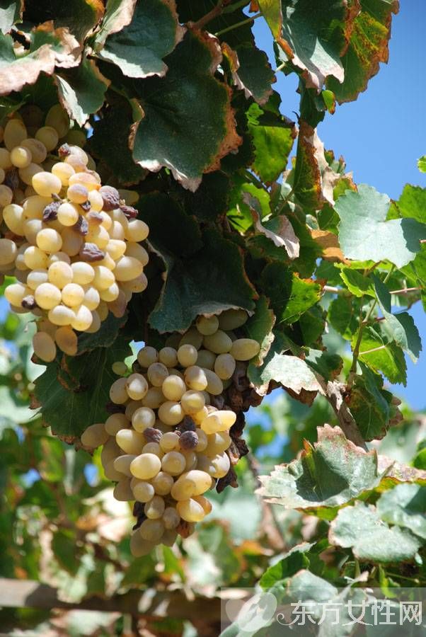 馬奶葡萄的營養(yǎng)價(jià)值有多高 這些人群不宜多吃