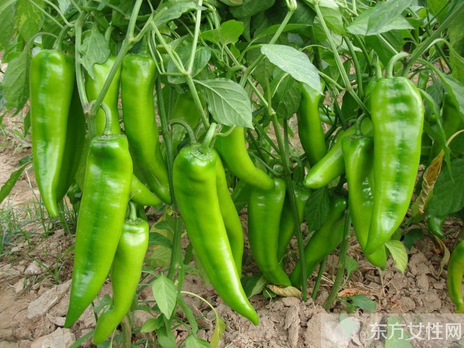 辣椒的腌制方法大全 這類人群最好不要吃辣椒哦