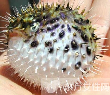 河豚毒素在哪 河豚毒素有什么作用