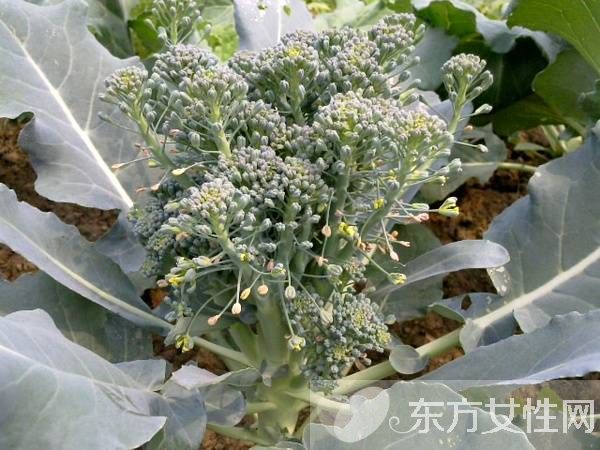 西蘭花的營(yíng)養(yǎng)價(jià)值 西蘭花的4種食用方法