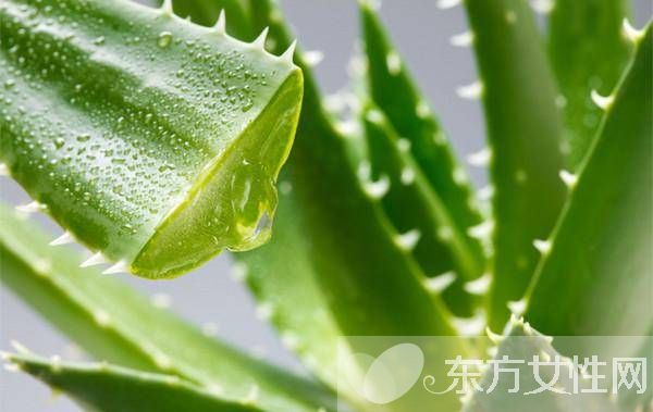 蘆薈怎么美容 教你使用新鮮蘆薈的美容方法