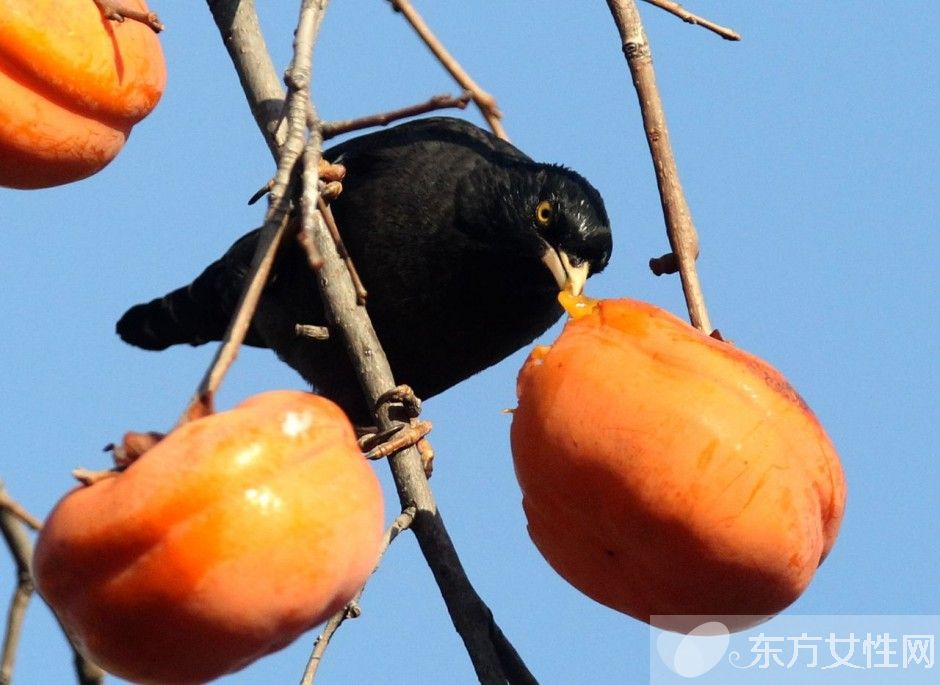 清肺的食物有哪些 這些清肺食譜醫(yī)生都說(shuō)好哦