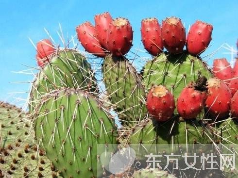 仙人掌果的功效與作用 仙人掌果怎么吃