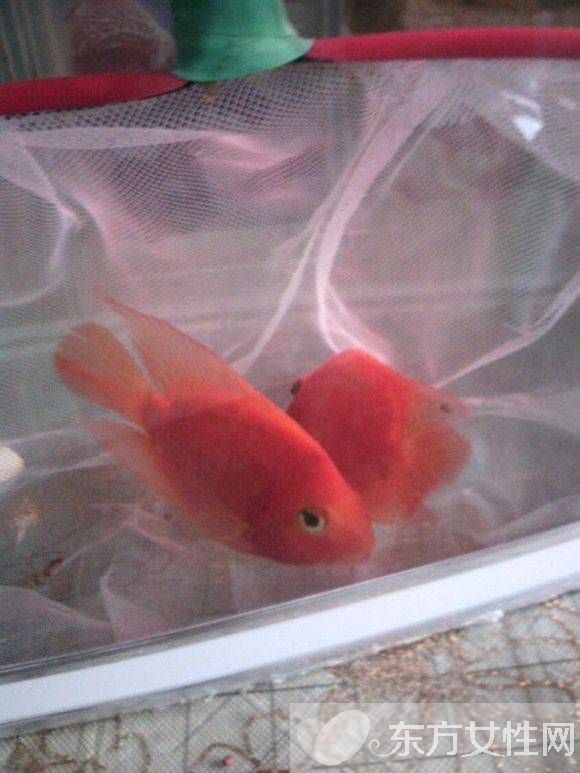 血紅鸚鵡魚怎么養(yǎng) 五大飼養(yǎng)技巧教會(huì)你