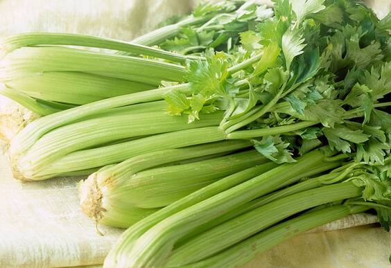芹菜的6種藥效 99%的人都不知道