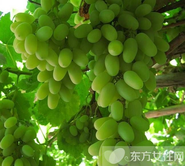 馬奶葡萄的營養(yǎng)價(jià)值有多高 這些人群不宜多吃