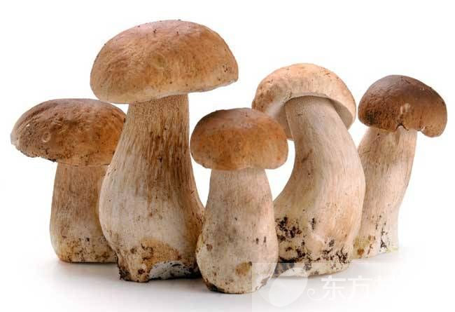 草菇的營養(yǎng)價值有哪些 推薦草菇的兩大食療法