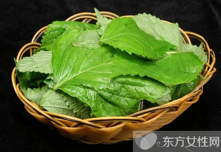 蘇葉的功效與作用 這些妙用很多人都不知道哦