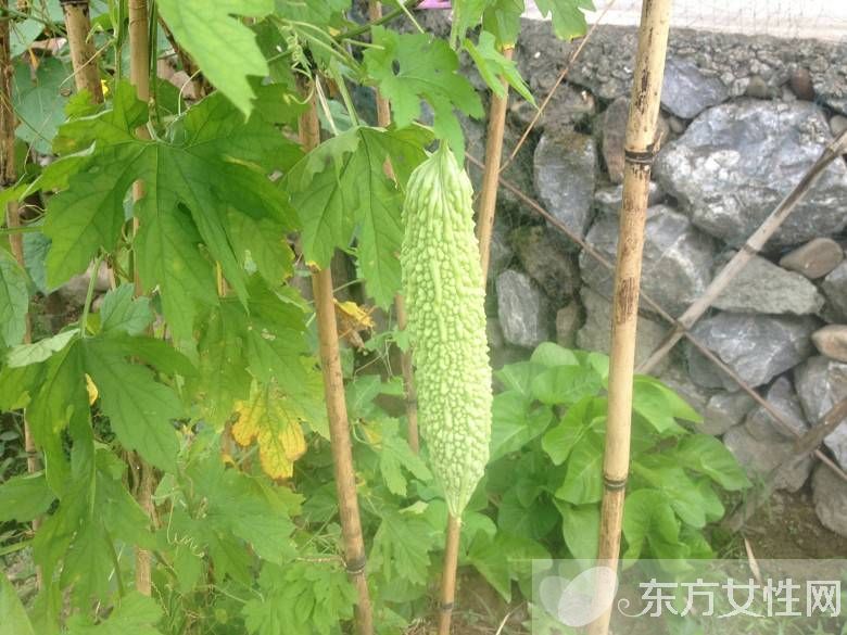 苦瓜的功效與作用 苦瓜泡水喝效果好過(guò)祛痘產(chǎn)品