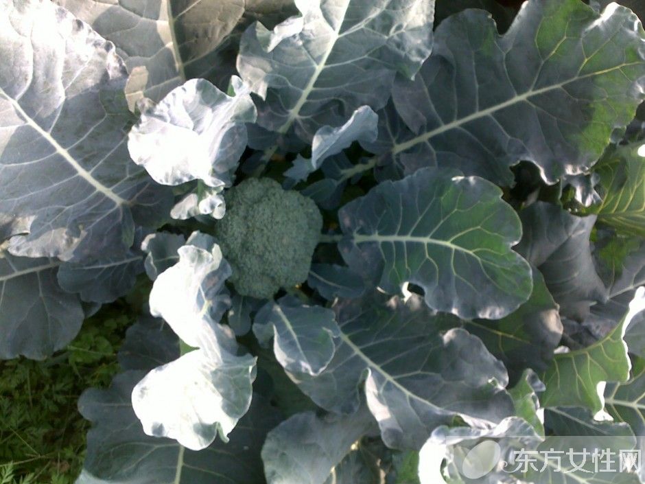 西蘭花的營(yíng)養(yǎng)價(jià)值 西蘭花的4種食用方法