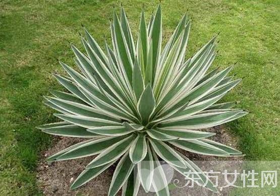 防輻射植物的最佳選擇 這些植物可以凈化空氣哦