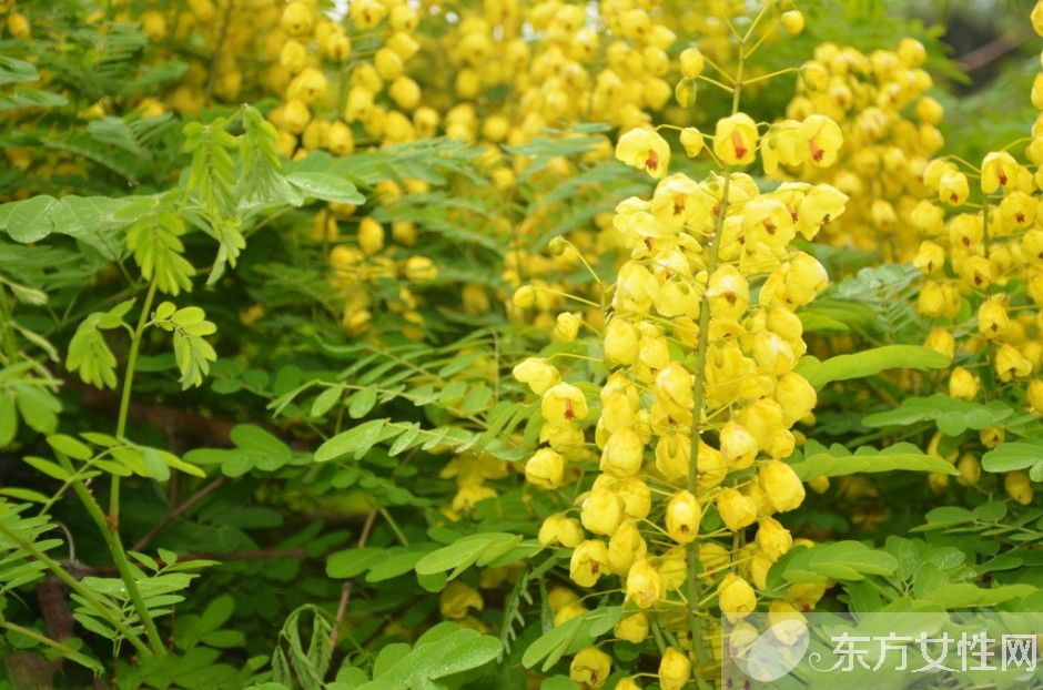 決明子的作用與功效 決明子的最佳食用方法推薦